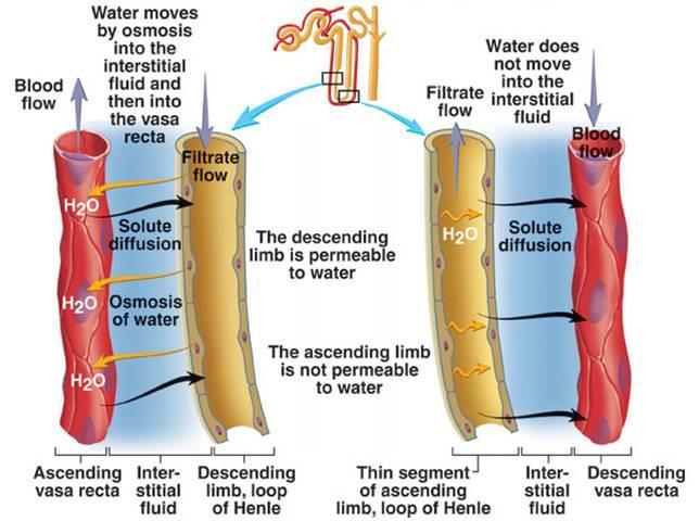 Reabsorption (cont d) Filtrate moves from the proximal tubule to the