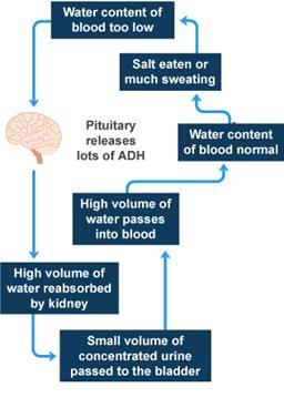 Water Balance Dehydration: blood volume is lower than normal.