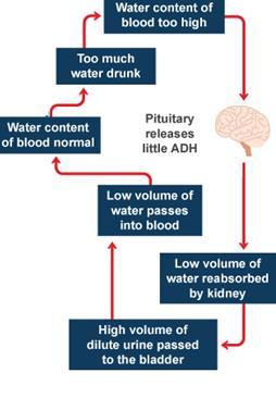Too much fluid in the body Blood volume is higher than normal.