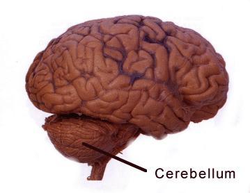 Cerebellum Best known for coordination of voluntary motor movement, balance, equilibrium, muscle tone