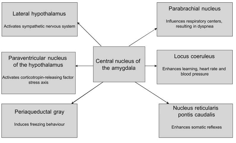 Chapter 1 Introduction and aims Figure 2. Role of the amygdala in the stress response 17 results.