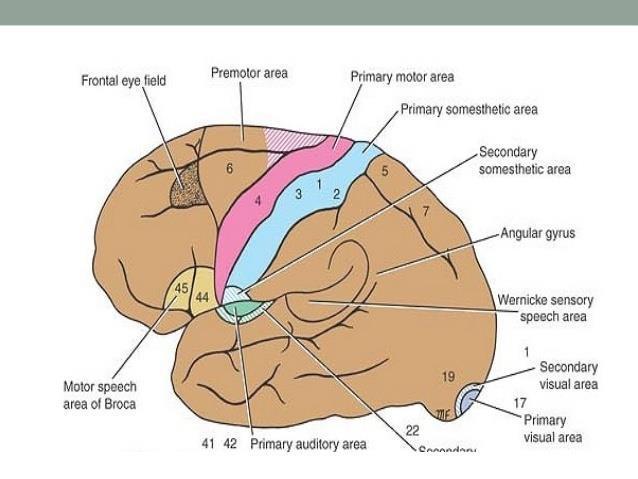 4-Frontal eye field area 8 Site: in front of premotor area mainly middle frontal gyrus Function: voluntary tracking movement (conjugate movement) to the opposite side While the occipital eye field is