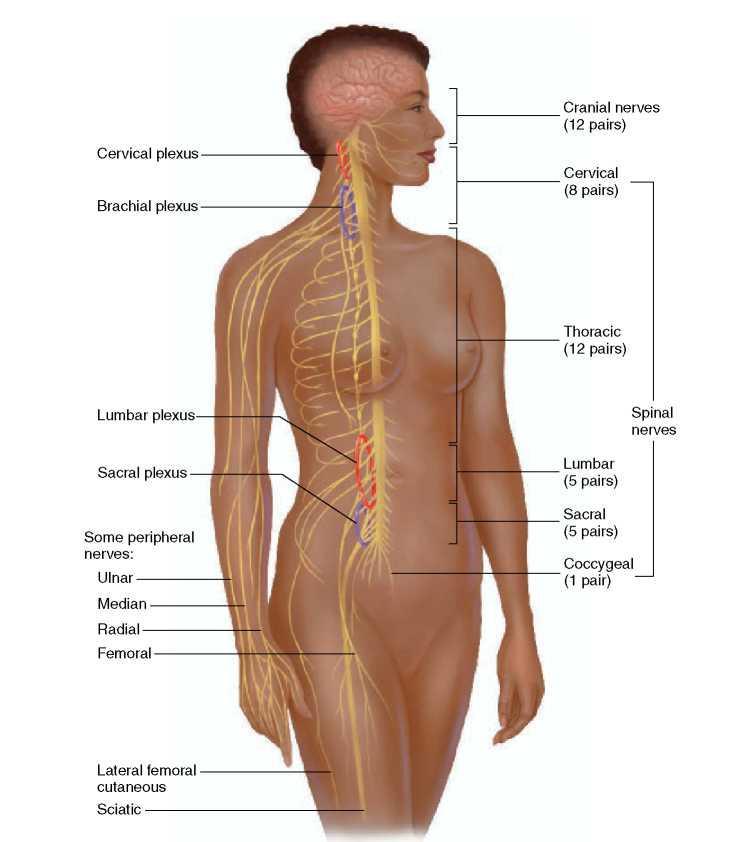 SPINAL NERVES There are thirty-one pairs of spinal nerves.