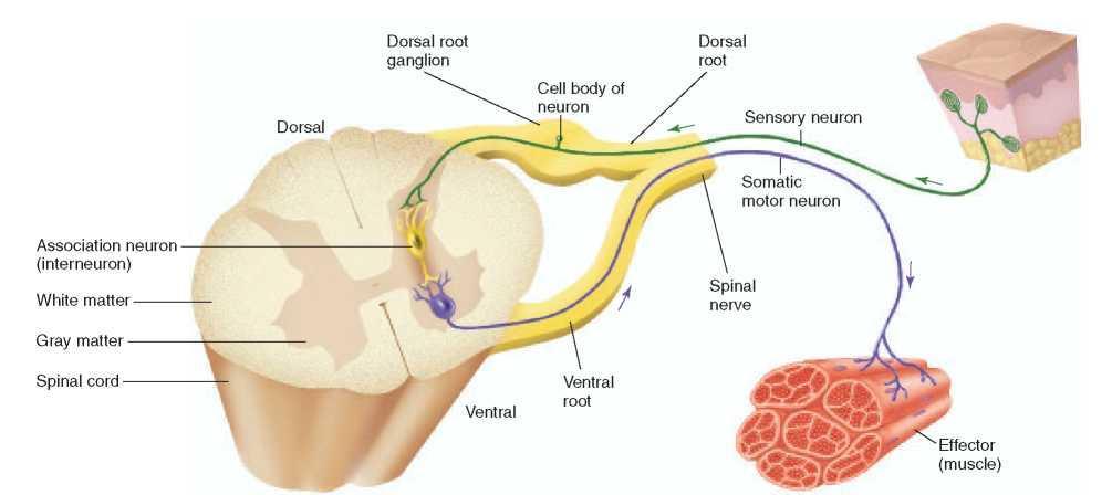 A SPINAL REFLEX CIRCUIT The functions of the sensory and motor components of a spinal nerve can be understood most easily by examining a simple reflex; that is, an unconscious motor response to a