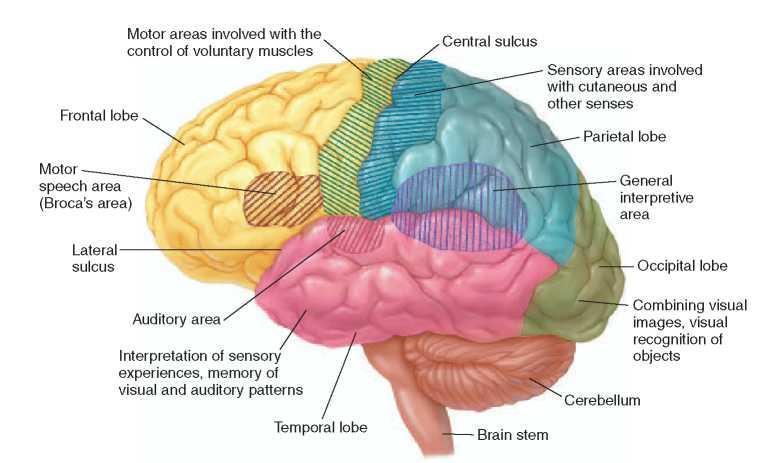 Cerebral Cortex The cerebrum. A lateral view The frontal lobe is the anterior portion of each cerebral hemisphere.