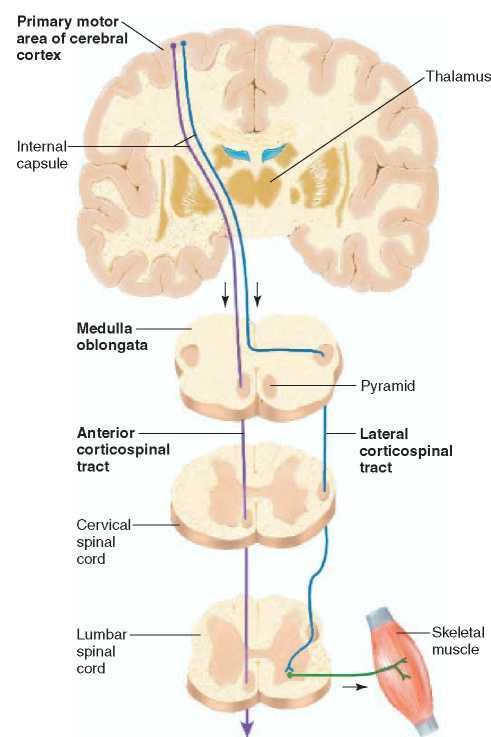 DESCENDING CORTICOSPINAL (PYRAMIDAL) MOTOR TRACTS.