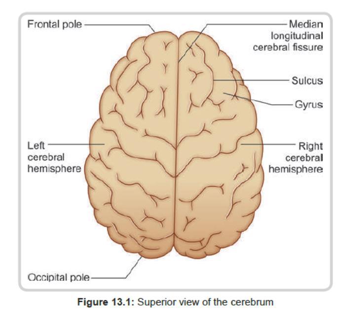 The outer surface of the cerebral hemisphere is covered with