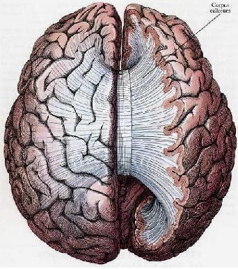 The median longitudinal fissure of cerebrum intervenes