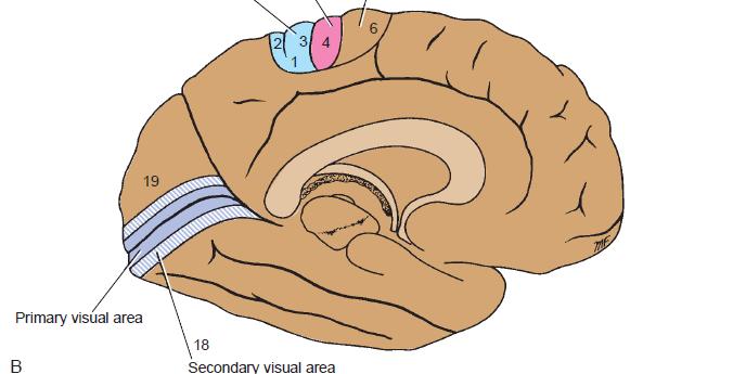 Occipital Lobe Consists the primary visual area (Brodmann area 17).