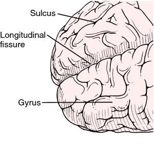 As a result of this folding of the cerebral surface, the cerebral cortex acquires