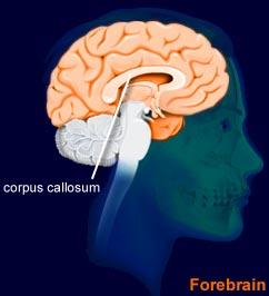 ! The CORPUS CALLOSUM is the area that connects the