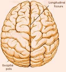 The Cerebral Hemispheres