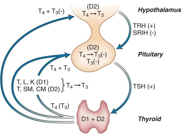 HPT axis Inhibit TSH: somatostatin, dopamine, fasting, steroid, stress