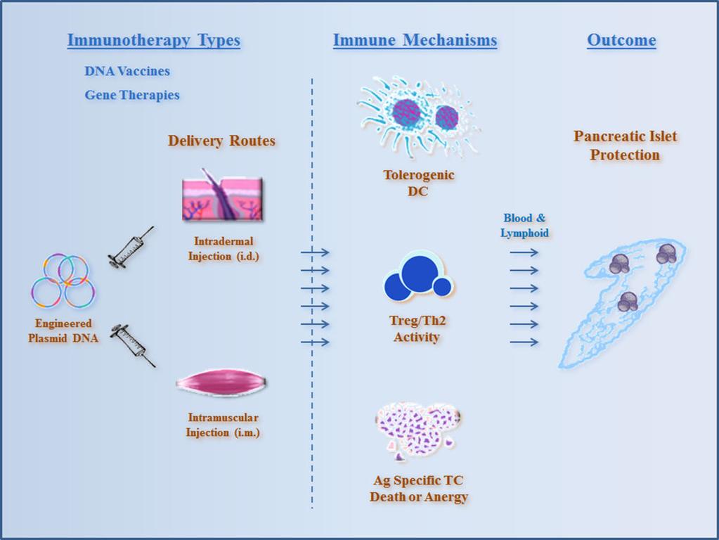 DNA Immunotherapies for Type 1 Diabetes http://dx.doi.org/10.