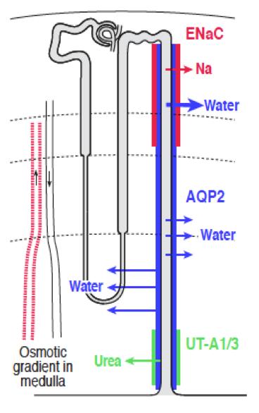 Three different actions of vasopressin on the collecting duct through V2 receptors Vasopressin does not act only on water permeability (AQP2).