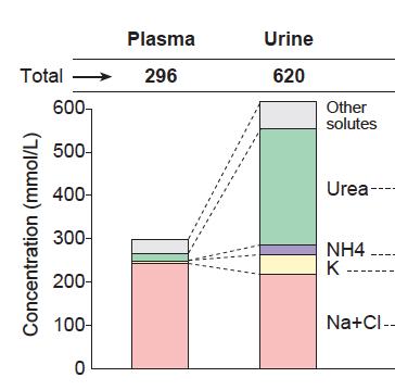 Main urinary solutes in plasma and urine of healthy subjects Urine/Plasma x 2.1 x 45 x 300 x 12 x 0.