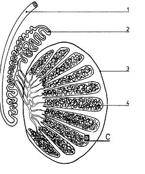 B. Testes (1) 1. Pair of organs that develop from gonads within abdomen of fetus a. Descend through a canal into scrotal sacs during the last 2 months of fetal development 2.