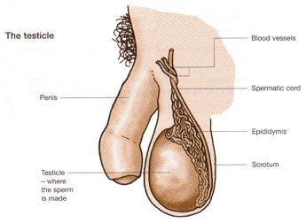 sperm cells 5. INTERSTITIAL CELLS lie in the area of the testis between the seminiferous tubules a.