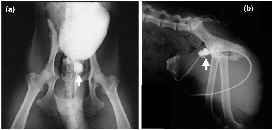 Ventrodorsal (a) and lateral (b) x-ray urography views of the same dog examined in Fig. 5 obtained three months after HIFU ablation.