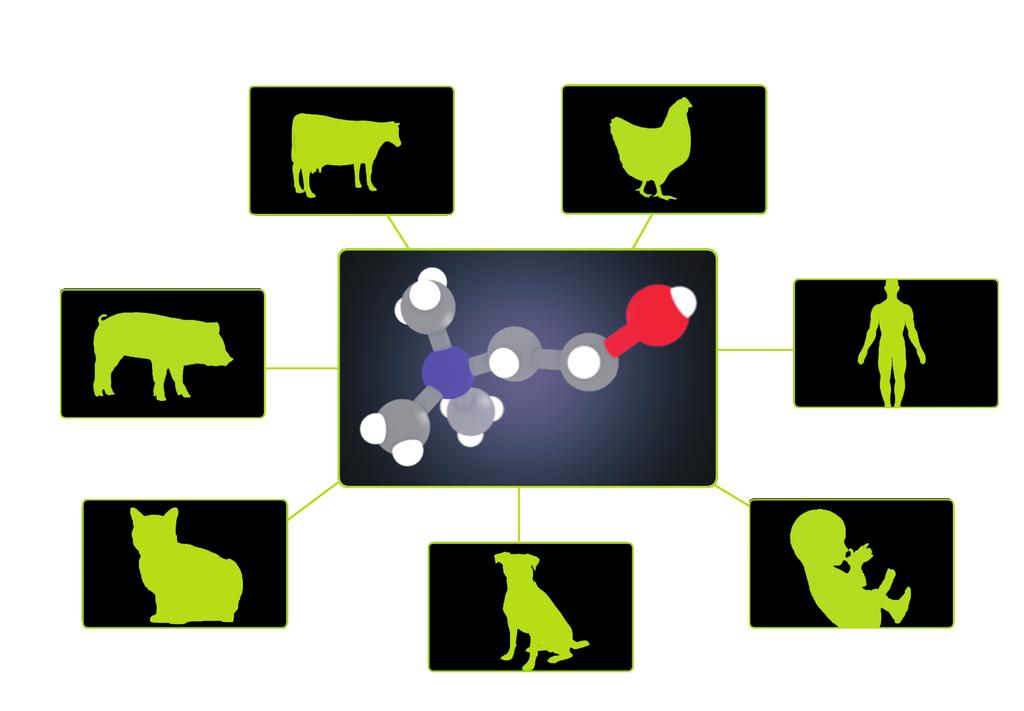 Cho lin e Essential for Life Choline is essential for growth and health of all animals and humans.