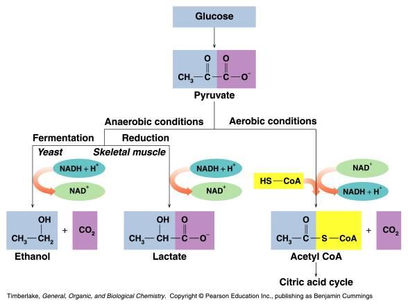 The Fate of pyruvate produced from glycolysis Copyright