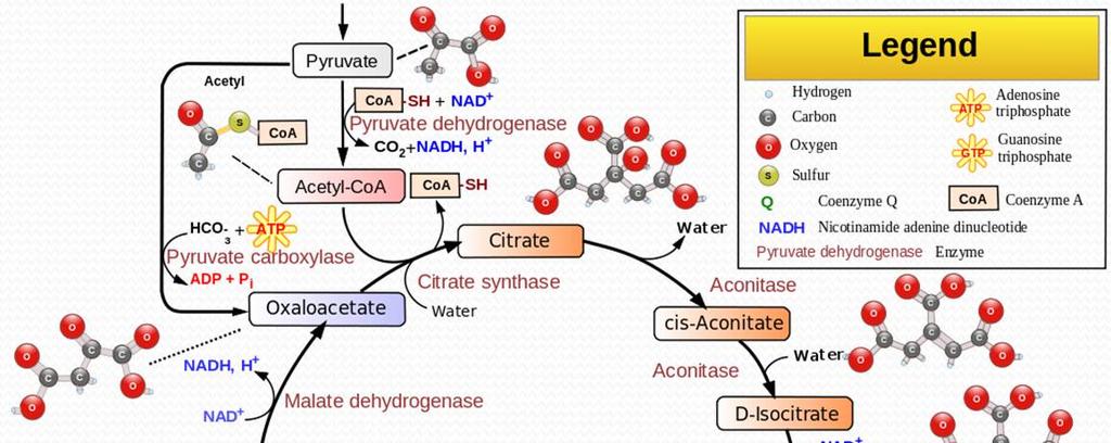 Krebs cycle It needs oxygen, so it occurs in all aerobic organisms.