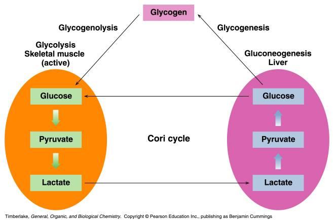 Pathways for Glucose are derived from Copyright 2007 by