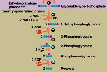 In reactions 6-10 of glycolysis, energy is generated as: Sugar phosphates are cleaved to triose phosphates.