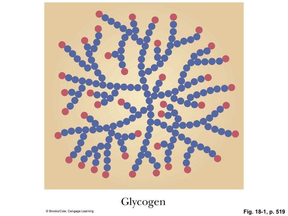 Glycogen Very similar to starch Has more branching Stored in the liver