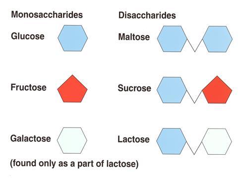 Monosaccharides The monosaccharides commonly found in humans are classified according to the number of carbons they contain in their backbone structures.