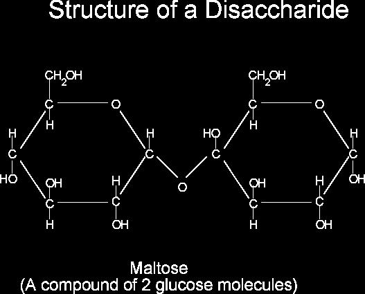 Disaccharides Disaccharides are two monomers linked together by a glycosidic bond Maltose: the