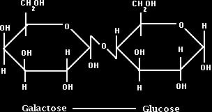 bond. lactose- is found exclusively in the milk of mammals and consists of galactose and