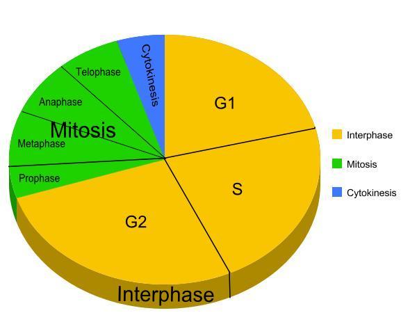 The Cell Cycle The mitotic (M) phase includes two