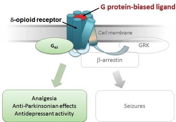 DOR agonist bias towards G protein