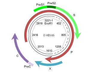 HBV Reference Annotation Which starting point to use for absolute numbering of genes (circular genome)?