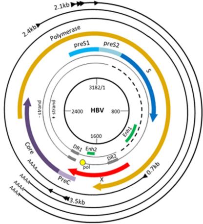 HBV Biomarkers HBV biomarkers: - HBV DNA viral load - HBsAg, HBeAg, Anti-HBs, etc - HBcrAg - HBV RNA quantitative - HBV DNA/RNA sequencing Aim of