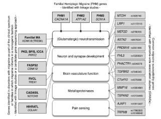 Migraine: Unique Genetic Inheritance Patterns Gormley et al., 2018, Neuron 98, 743 753 Tolner et al. Pain 2015;156:S64-74 Pain Matrix: Not Unique to Migraine Ossipov M, et al.