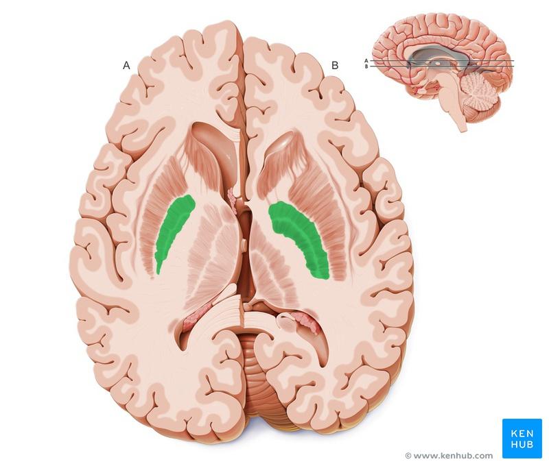 GABAergic striatal efferents project primarily to the inner globus pallidus (GPi), the major site of output of the basal ganglia.