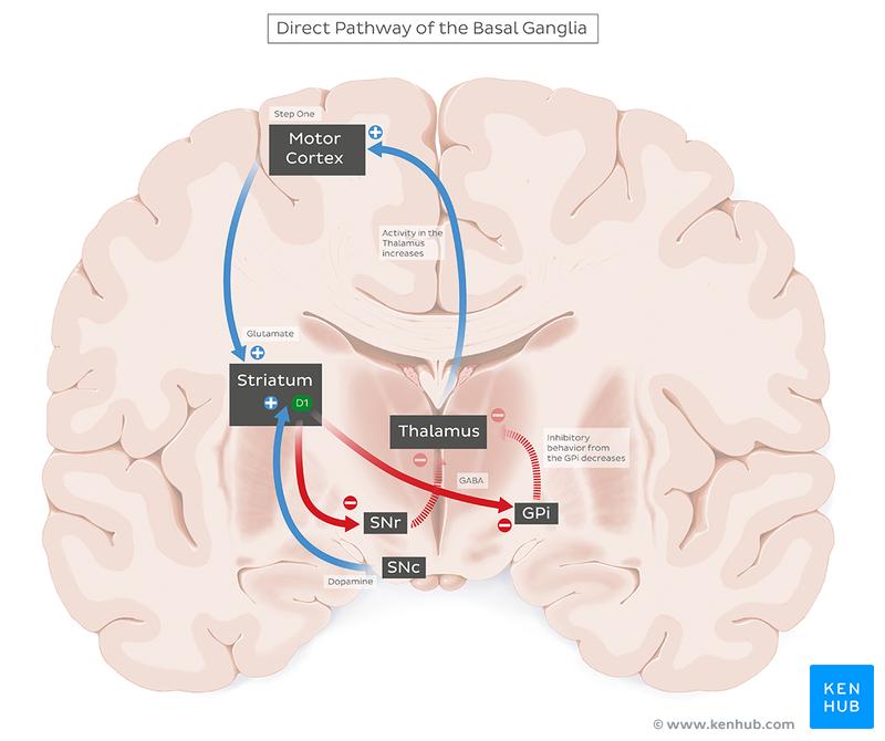 The external globus pallidus (GPe) is involved in an internal feedback loop that modulates the output of the GPi.