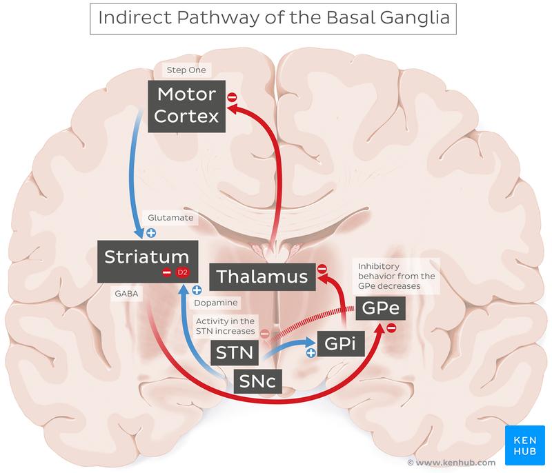 Indirect pathway of the basal ganglia The balance of signals via the direct or indirect pathway is influenced by the subtype of dopamine receptor expressed on a striatal ganglion.