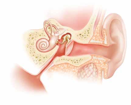 Understanding the Middle Ear The middle ear is an air-filled space located behind the eardrum. The eustachian tube is a narrow tube that connects the middle ear to the back of the throat.