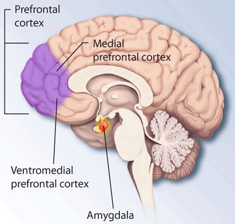 Adolescent Brain Development Emotional Brain (amygdala)- The part of the brain responsible for emotion.