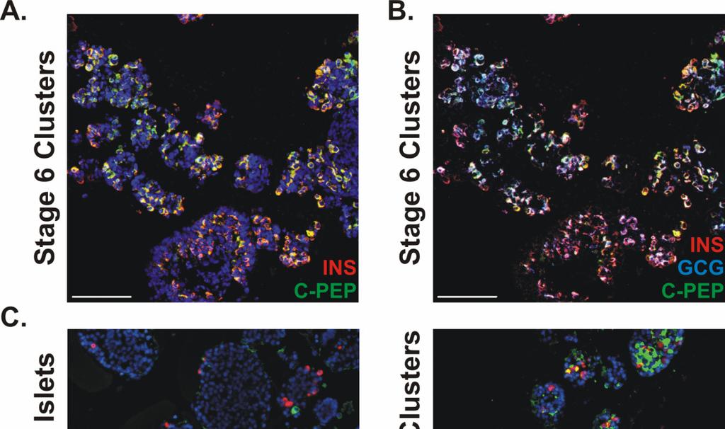 Supplemental Figure 3: Morphological and subcellular characterization of hes cellderived cells.