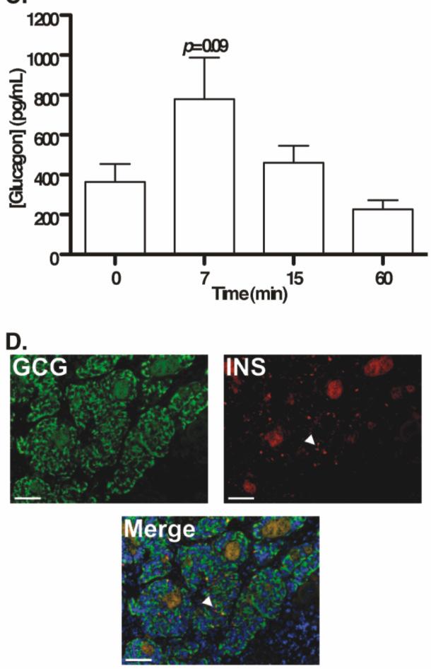 Supplemental Figure 5: The diabetic milieu does not alter the fate specification of transplanted hes cell-derived cells.