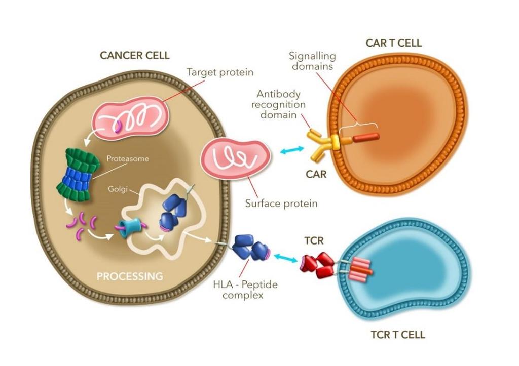 Engineering T-cells T-cell receptors