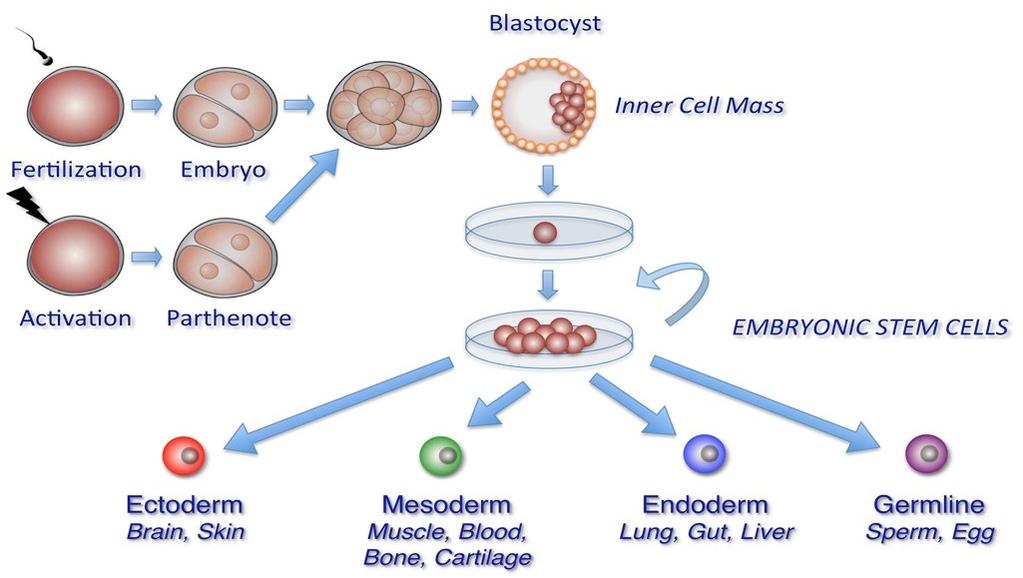 Stem cells! Stem cells by definition have two defining properties the capacity of self-renewal giving rise to more stem cells and to differentiate into different lineages under appropriate conditions.