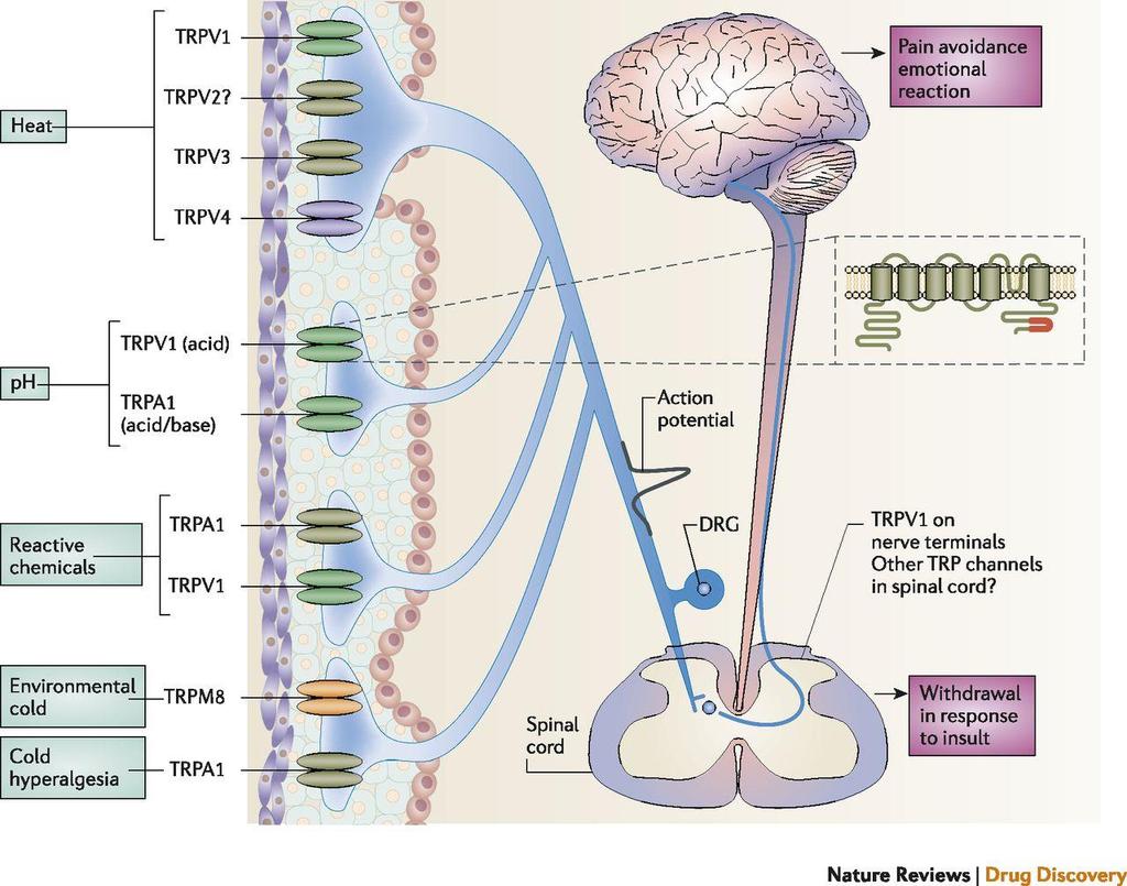 TRP channels are nociceptors in primary afferent sensory neurons A nociceptor is capable of sensing noxious mechanical,