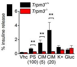 Activation of TRPM3 channels stimulates