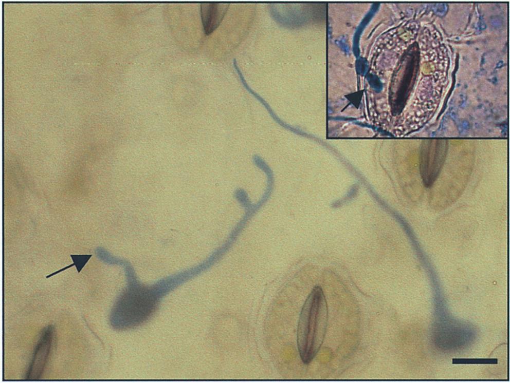 Infection of lily leaves by Botrytis 105 (Fig. 2). Similar phenomena were observed on the leaf epidermis inoculated with B. elliptica. However, in the case of B.