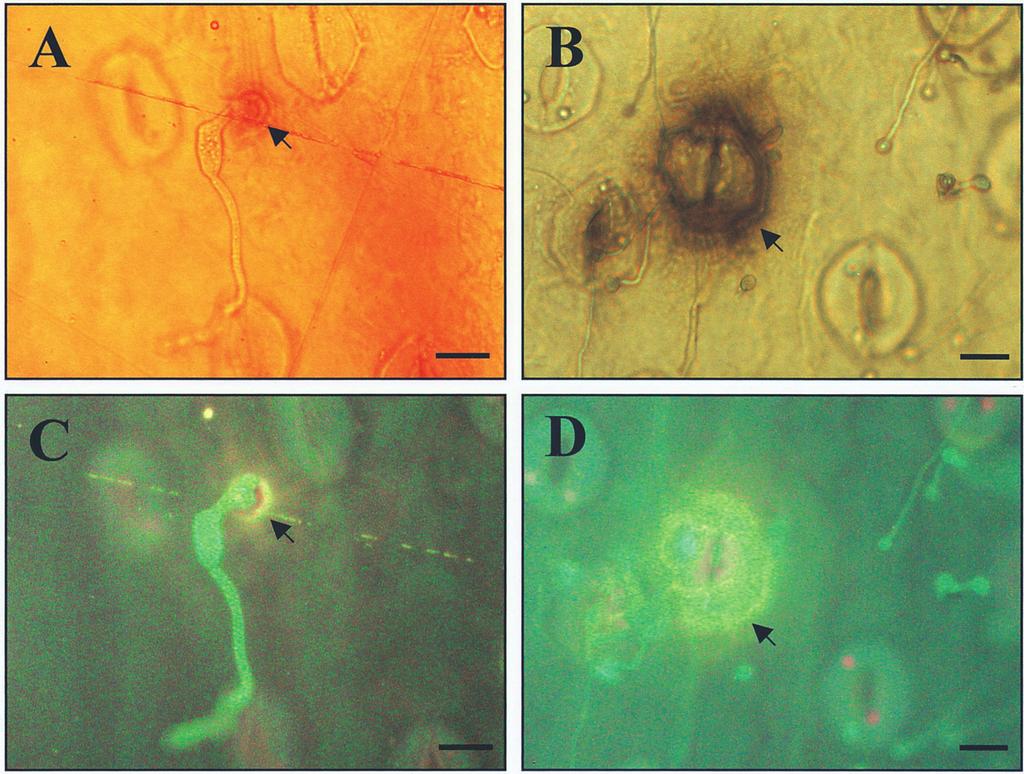 ellipticainfected leaf tissues as stained with aniline blue 12 hr and 24 hr after inoculation, but not in lily leaves inoculated with B. cinerea (Fig. 3). DISCUSSION Fig. 1. Appressorium formation of Botrytis elliptica and B.